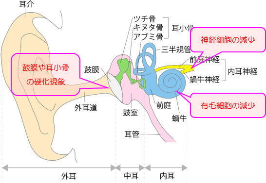 加齢性難聴の主な原因